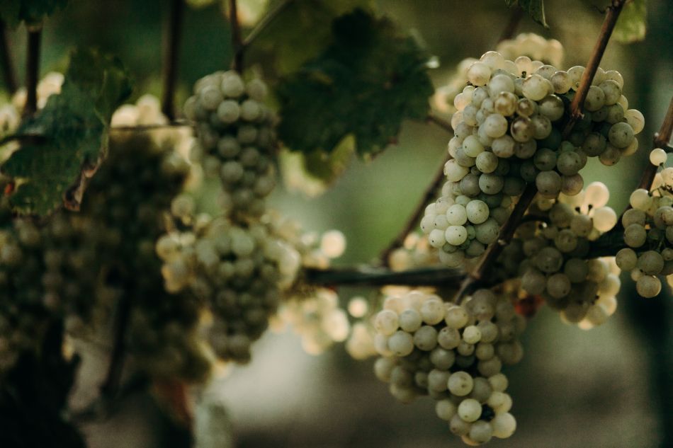 Naturwein - Weintrauben (1).jpg