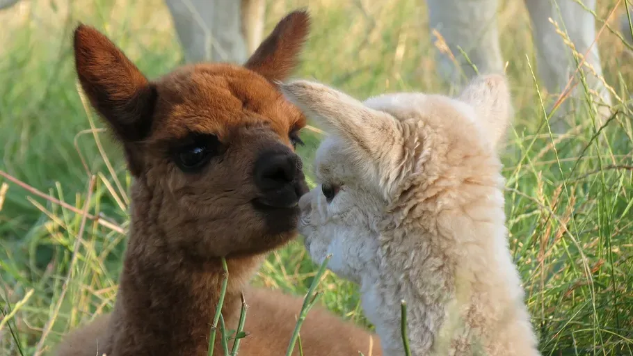 alpakas-kuscheln-im-gras-ylmjgrm0.webp