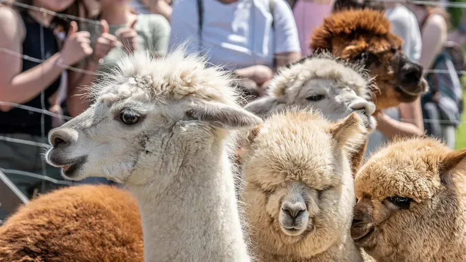 alpakas-mit-menschen-im-hintergrund-o0d89r1g.webp