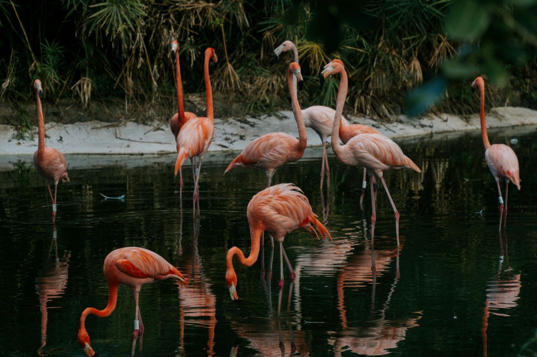 Man sieht ganz viele Flamingos im Wasser.