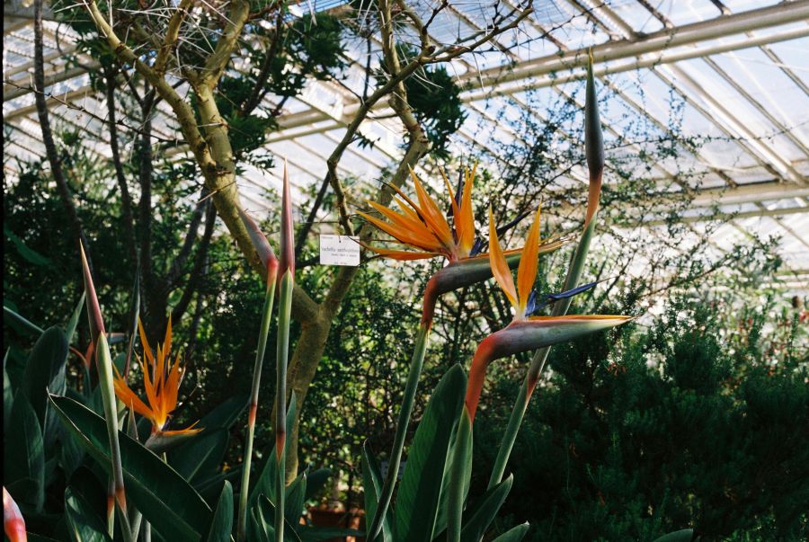 Pflanzen in einem Botanischen Garten. 