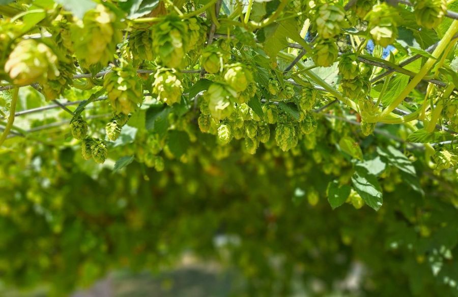 bier hopfen.jpg