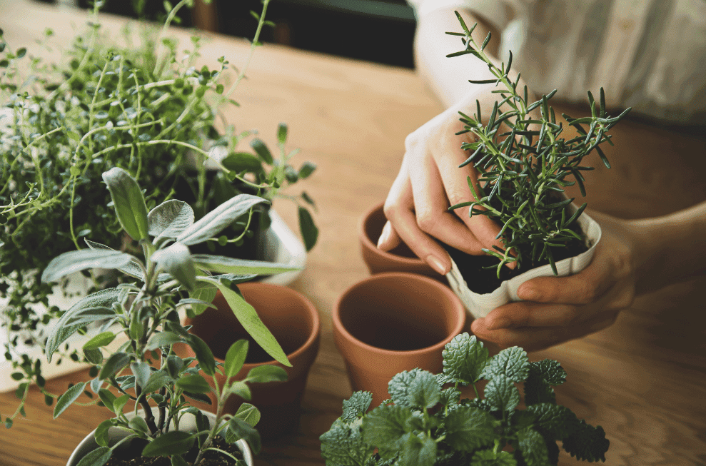 Jemand pflanzt Kräuter in kleine Töpfe