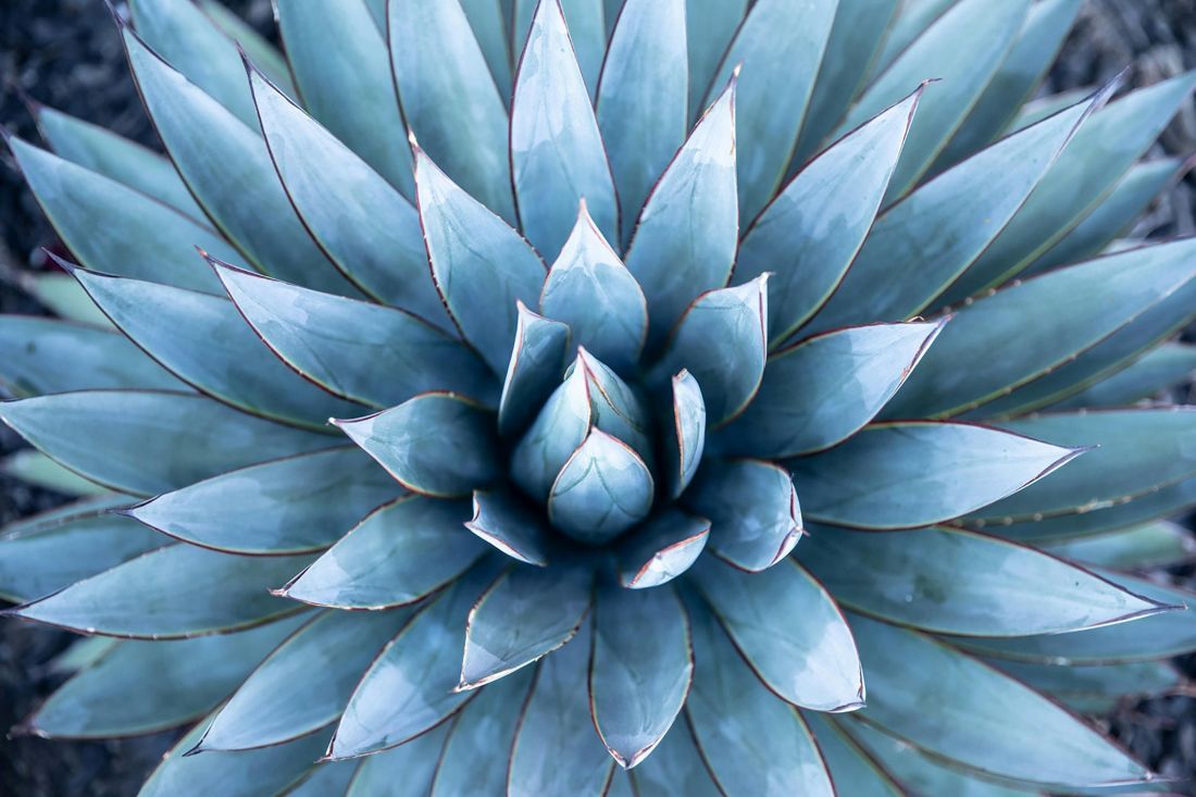 Tequila-Agave.