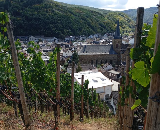 Weinberge mit Stadt im Hintergrund.