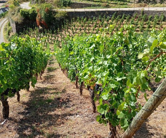 Weinreben am Hang.