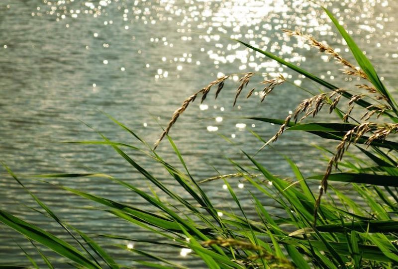 Die Sonne spiegelt sich im Wasser wider.
